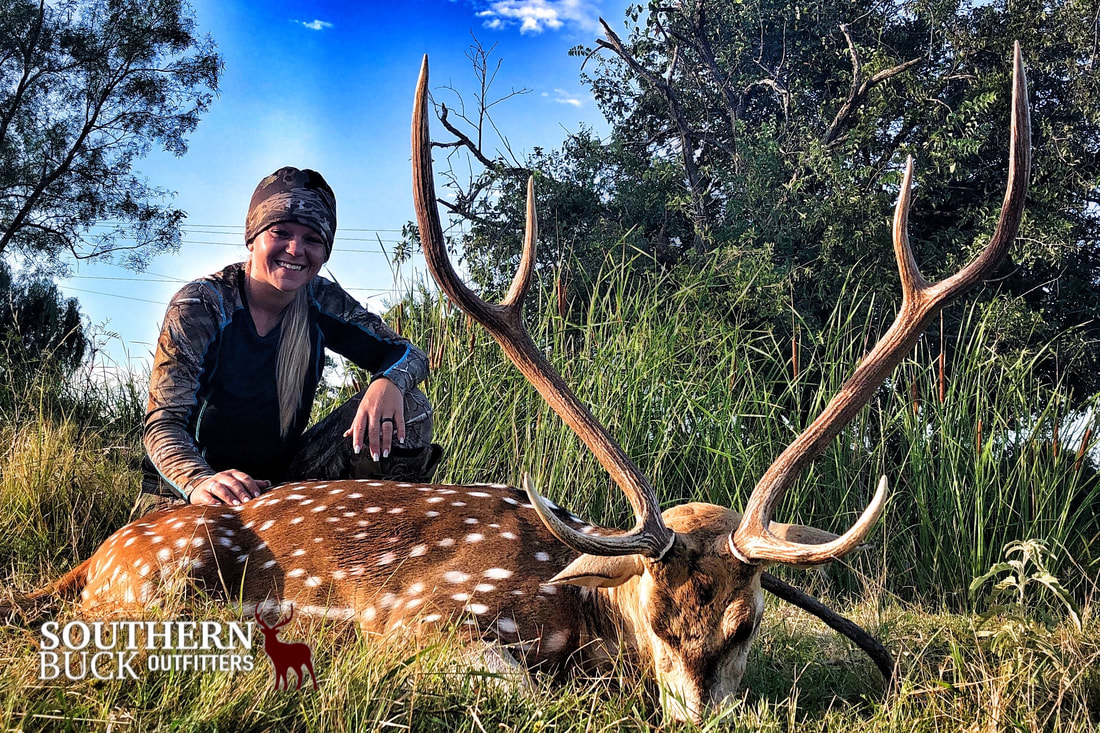 Axis Deer Hunting Texas